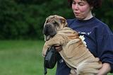 ADULTE ET CHIEN 514